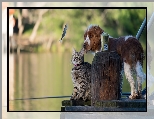 Rybka, Kładka, Kot, Wędka, Puszka Springer spaniel angielski