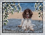 Okwiecone, Springer spaniel angielski, Pies, Deski, Gałązki